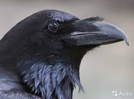 Согрею ворона в озябших я руках