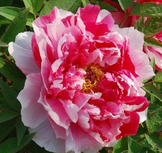 Аромат пионов Инь и Янь