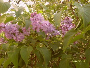 Дыхание весны. Русский пассаж