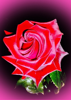 Короли и фаворитки