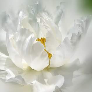 В нас всех живет душа Поэта...