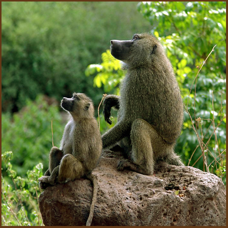 Бабуин. Елена Черепанова 4