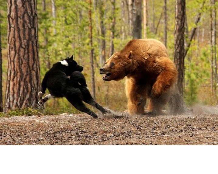 Встреча в лесу