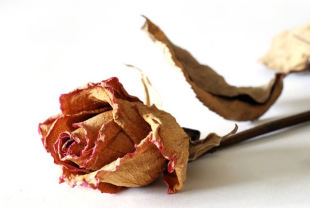 Сморщились молодые побеги и цветы завяли поставить. Вилт смородины. Сохнут молодые побеги у груши. Завявшие цветы картинка. Сморщились молодые побеги и цветы завяли поставить.