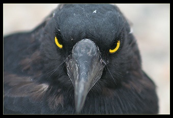 Сказка Ночной музыкант. 128