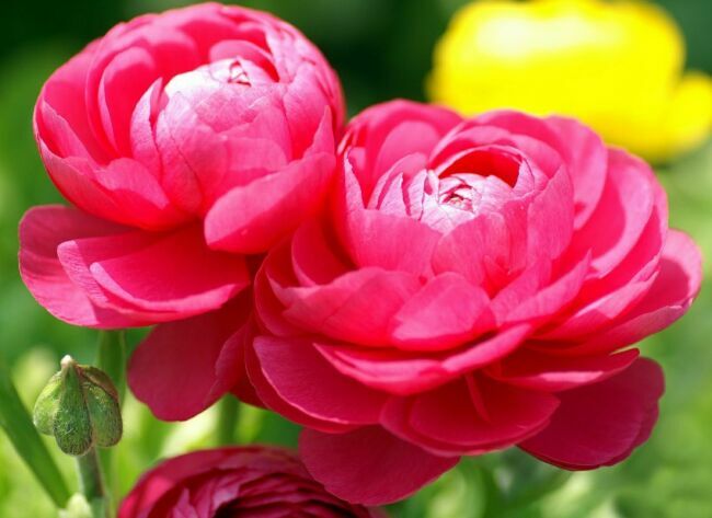 Загадка про пион