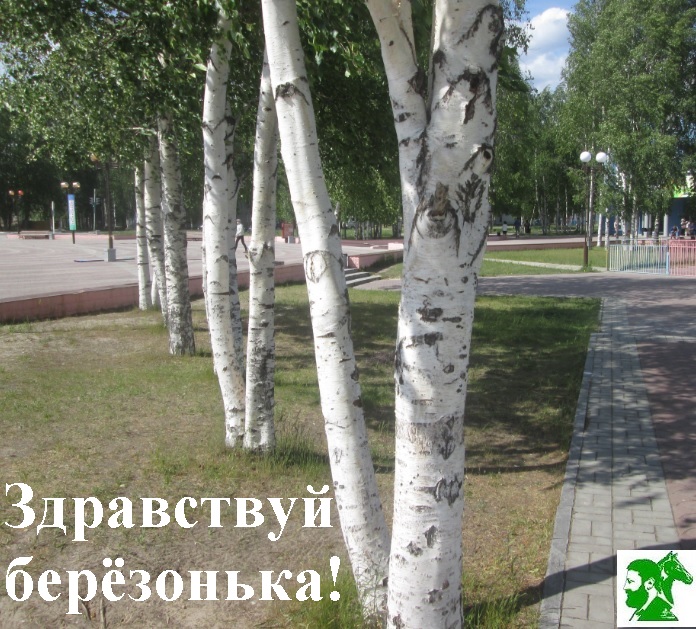Здравствуй берёзонька!