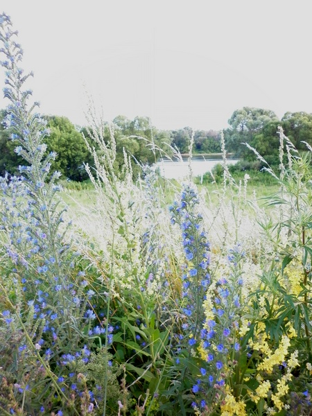 Нарвать себе воды густой...