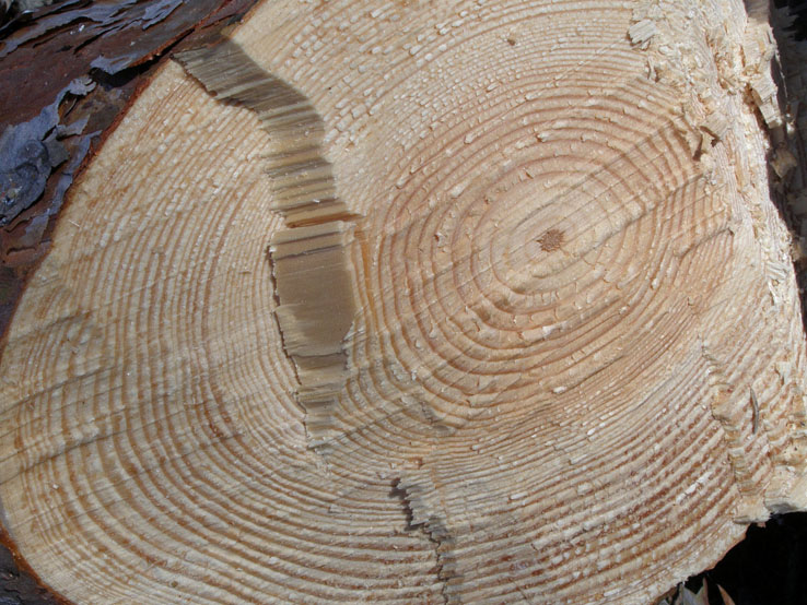 Изкольцованная жизнь...