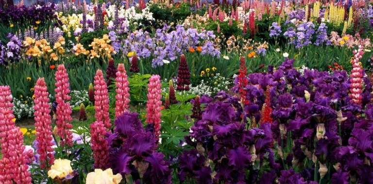 Цветы говорят