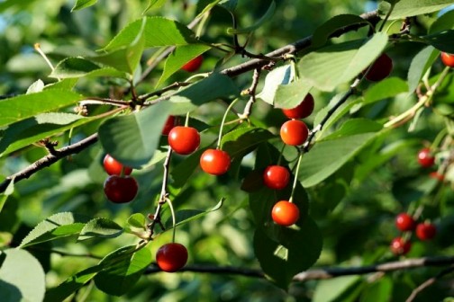 Как-то в саду...