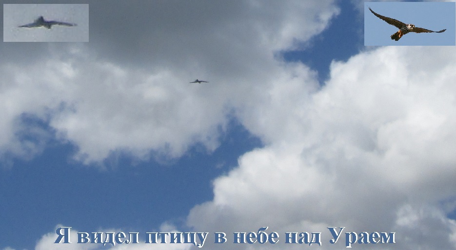 Я видел птицу в небе над Ураем!