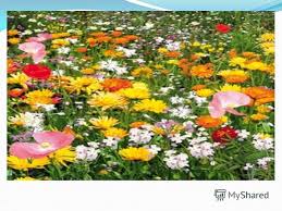 Мне шепчут берёзы, мне ветер шумит