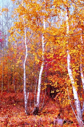 Не тревожьтесь, березы