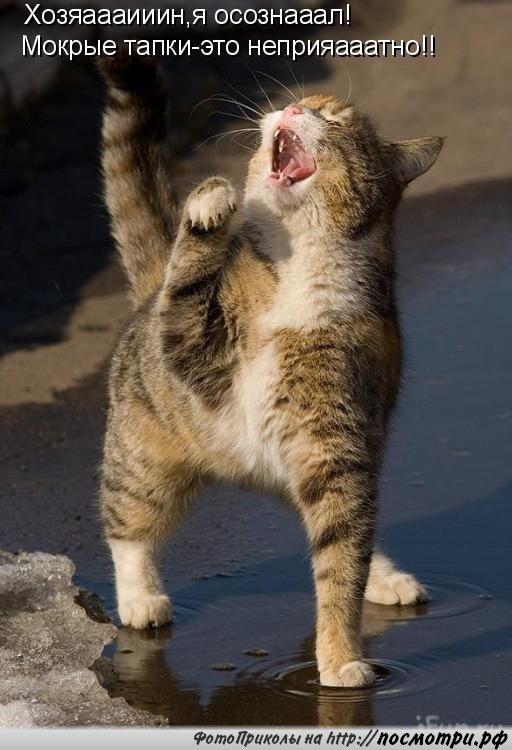 Кот написал хозяину в тапки...