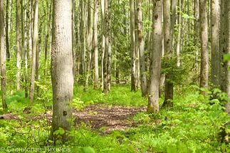 В липовой роще