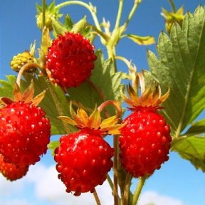 Ягодка - клубничка