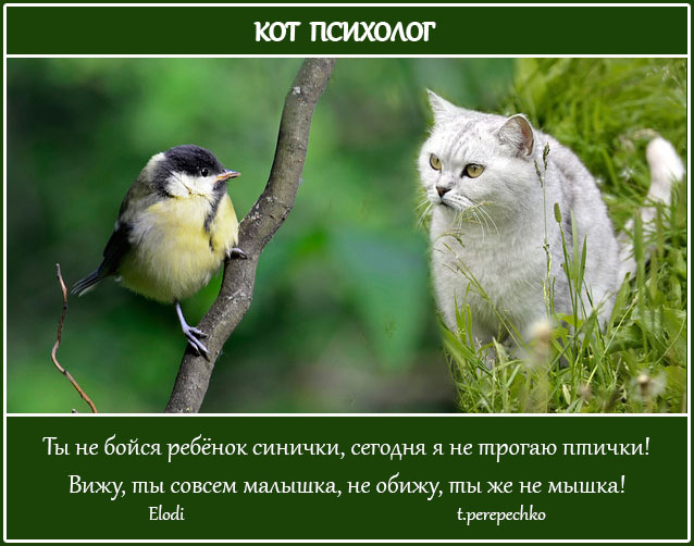 Кот психолог картинки