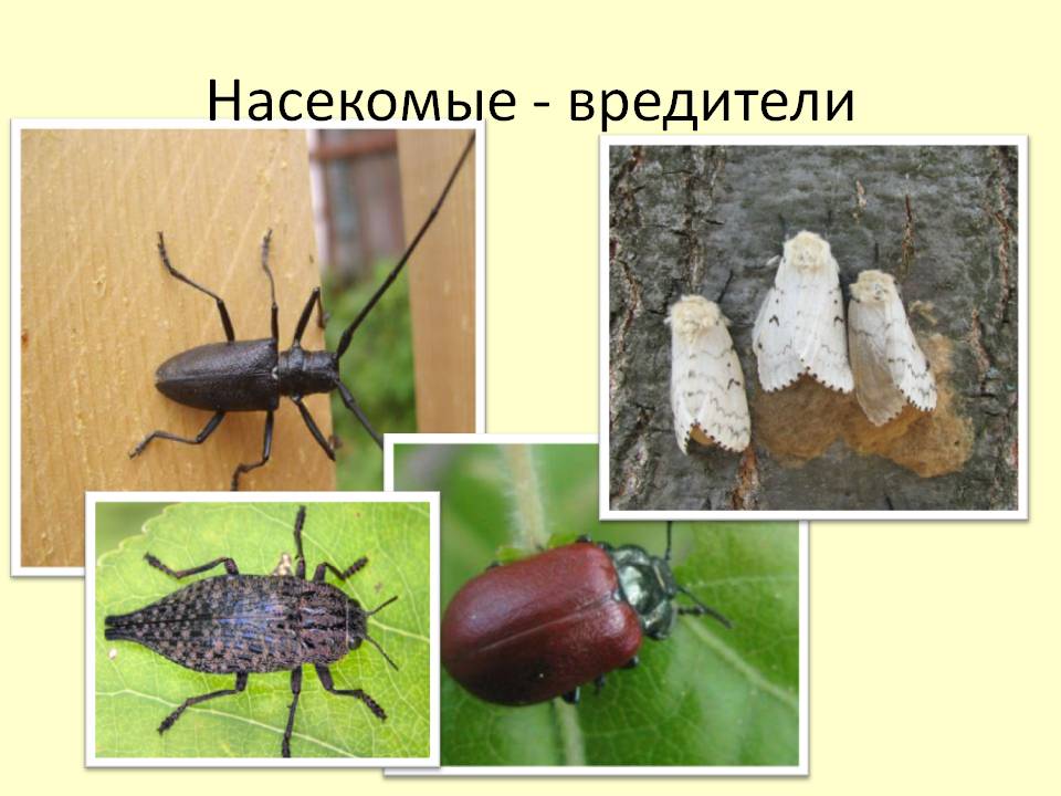 Вредители леса насекомые названия. Сообщение на тему насекомые вредители. Полезные насекомые и вредители. Насекомые вредители презентация. Блоха переносчик возбудителя.