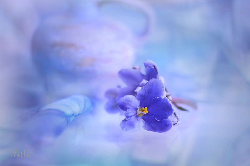 17. Фиалковая нежность