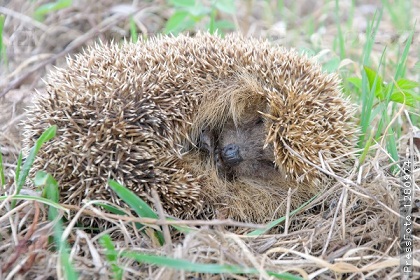 Ёжик и туман