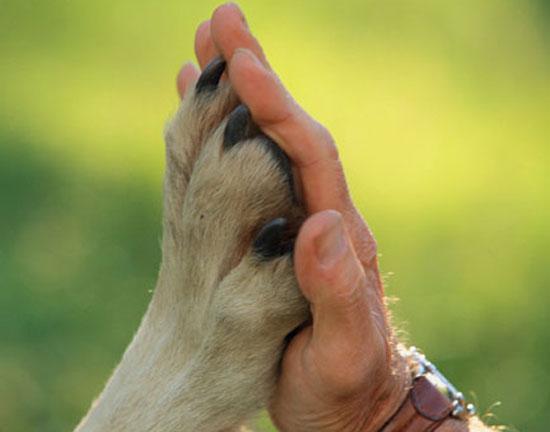 Где-то в тишине собаки лают