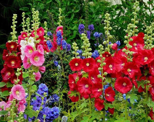 Мальвы зацвели у нас в Столице! 2 стих