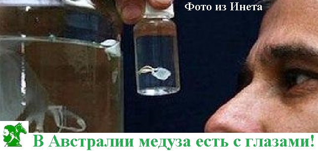 В Австралии медуза есть с глазами!