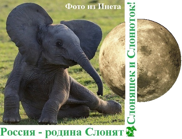Россия родина Слонят, Слоняшек и Слонюток!