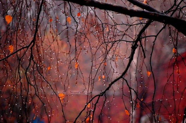 Тихо плакала Осень...