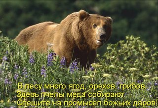 Лес не обидеть