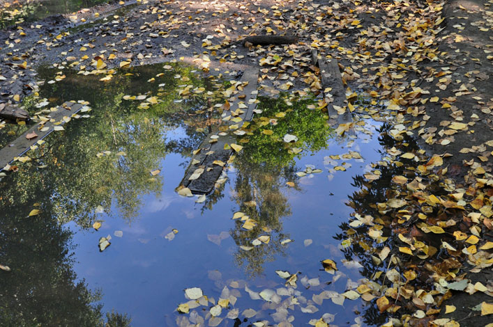 притихла лужа...