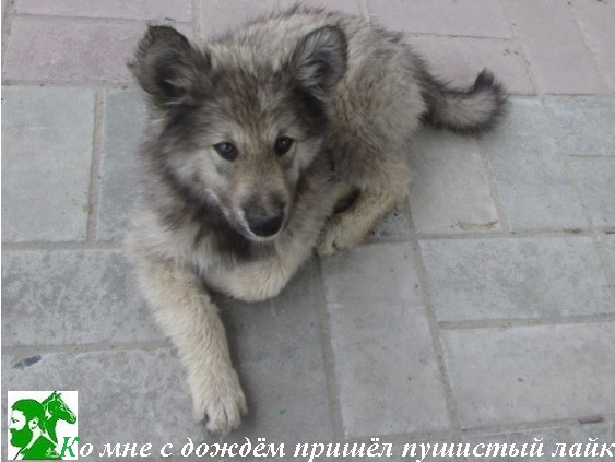 Ко мне с дождём пришёл пушистый лайк