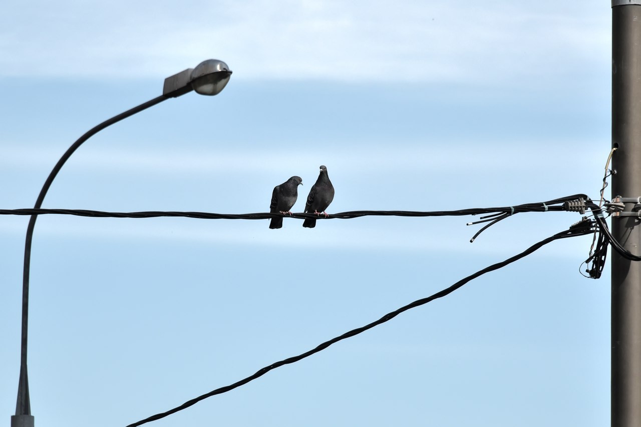 Будет долго ответ на. Птицы Даурского заповедника. Защита птиц людьми в Даурском заповеднике фото.
