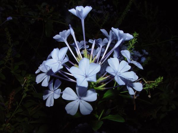Работа ночь цветы. Ночной цветок. Ночная невеста цветок. Голубые цветы которые распускаются вечером. Цветок который распускается вечером белого цвета.