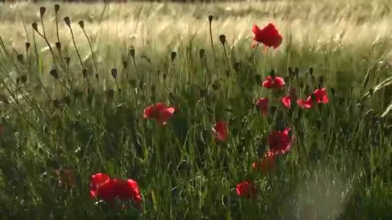 улечу уеду убегу укроюсь...