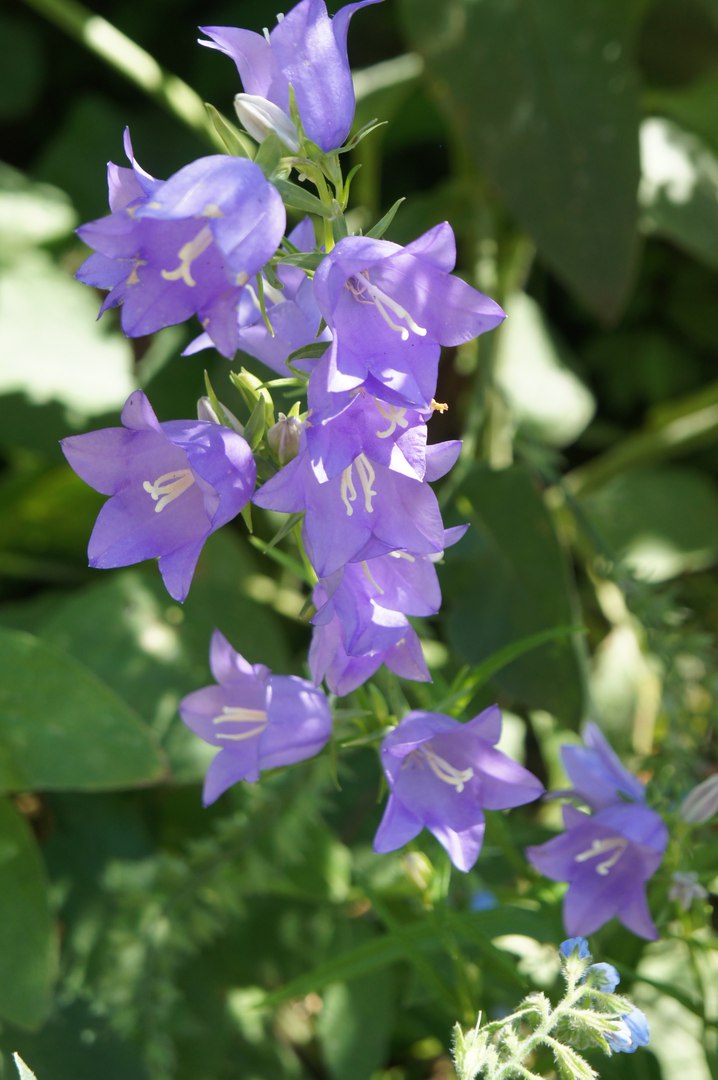 Тень облачка (Наталья Самошкина) / Стихи.ру