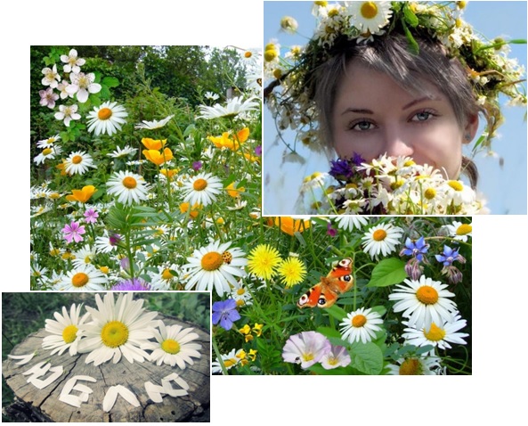 Букет ромашек