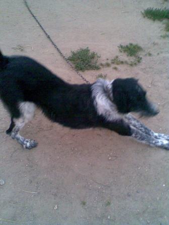 Мой лучший друг