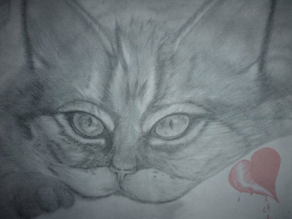 Нарисованный тобою кот