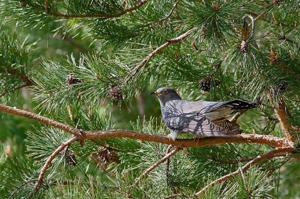 Лесные птицы кукушка. За лугами в синеющей роще куковала кукушка. За лугами в синеющей роще куковала кукушка. Индийская ястребиная кукушка. Обыкновенная кукушка.