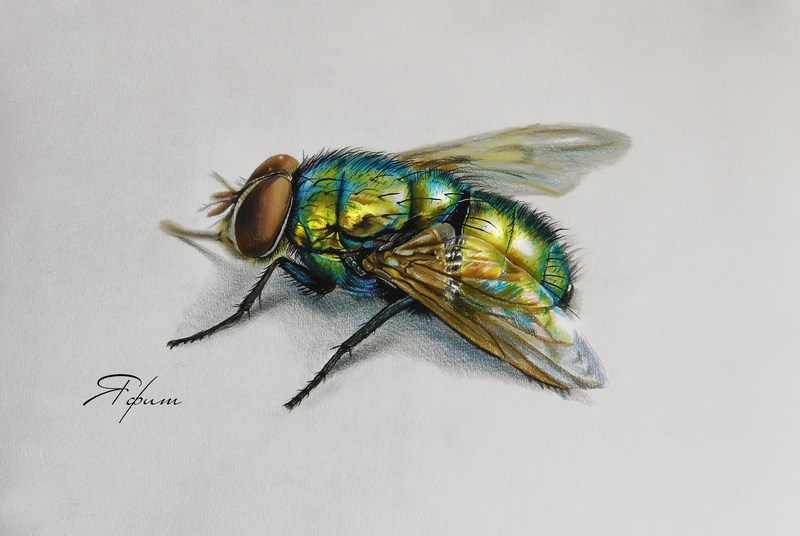 Муха художественная. Насекомые рисунок. Насекомые цветными карандашами. Рисование насекомых цветными карандашами. Насекомые рисунки реалистичные.