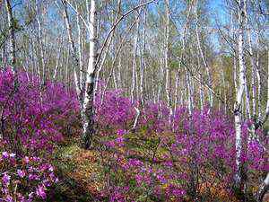 Всюду Родины сладкий дым!