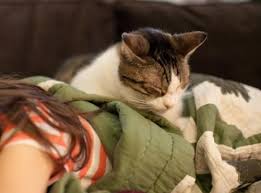 Я и кот