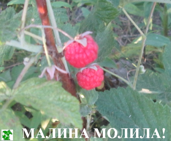 Малина молила