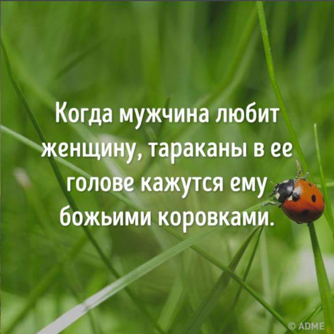 День Полета Божьей Коровки Картинки