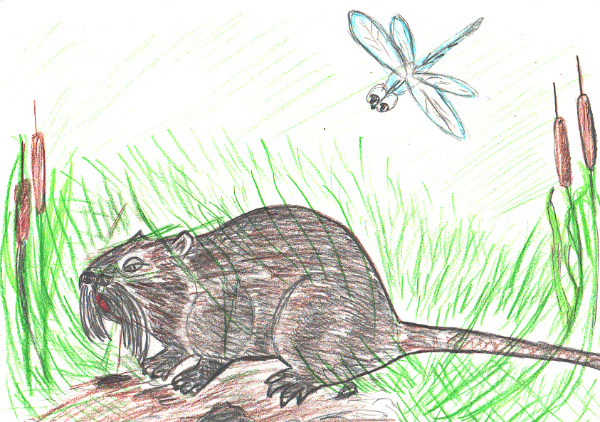 Ондатра рисунок поэтапно