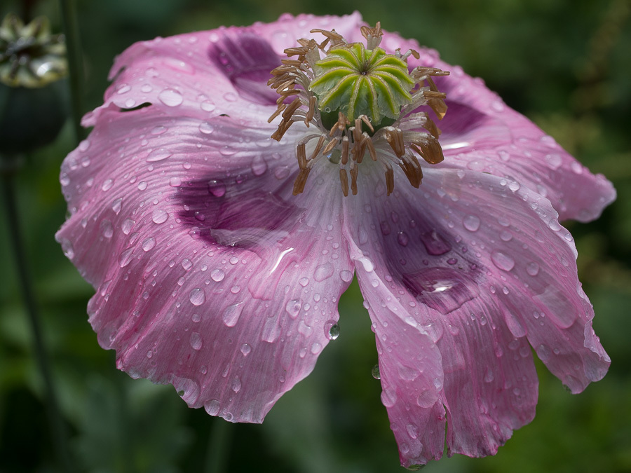 Дождина от джина...