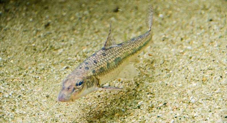 Самый маленький пескарик