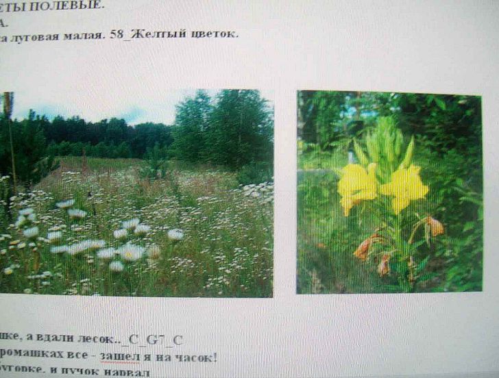 Стр. 57 цветы полевые